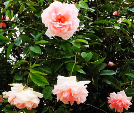 Ha Noi: Hong co Sapa co gia hang chuc trieu dong 