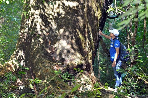 Nhìn gần cổ thụ khổng lồ hơn 700 tuổi ở rừng Cát Tiên - ảnh 12