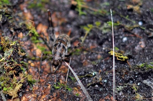 Nhìn gần cổ thụ khổng lồ hơn 700 tuổi ở rừng Cát Tiên - ảnh 8