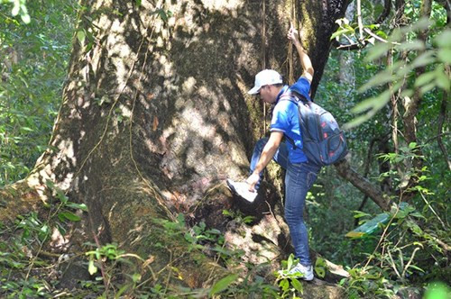 Nhìn gần cổ thụ khổng lồ hơn 700 tuổi ở rừng Cát Tiên - ảnh 1