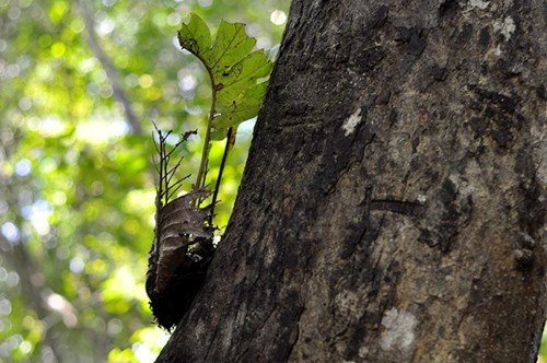 Nhìn gần cổ thụ khổng lồ hơn 700 tuổi ở rừng Cát Tiên - ảnh 7
