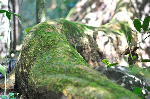 Nhìn gần cổ thụ khổng lồ hơn 700 tuổi ở rừng Cát Tiên - ảnh 10