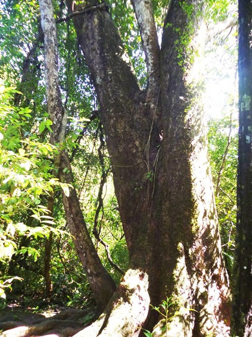 Nhìn gần cổ thụ khổng lồ hơn 700 tuổi ở rừng Cát Tiên - ảnh 2