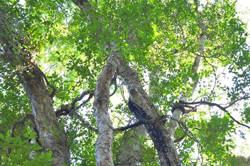 Nhìn gần cổ thụ khổng lồ hơn 700 tuổi ở rừng Cát Tiên - ảnh 9