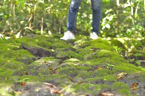 Nhìn gần cổ thụ khổng lồ hơn 700 tuổi ở rừng Cát Tiên - ảnh 6