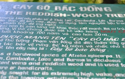 Nhìn gần cổ thụ khổng lồ hơn 700 tuổi ở rừng Cát Tiên - ảnh 3