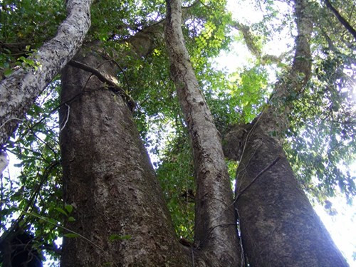 Nhìn gần cổ thụ khổng lồ hơn 700 tuổi ở rừng Cát Tiên - ảnh 4