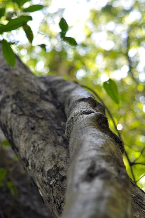 Nhìn gần cổ thụ khổng lồ hơn 700 tuổi ở rừng Cát Tiên - ảnh 11