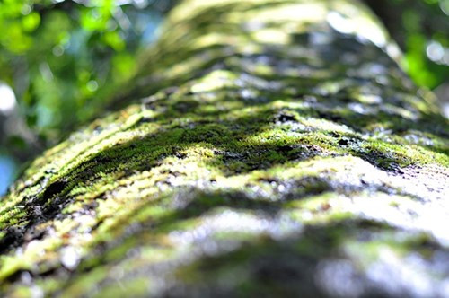 Nhìn gần cổ thụ khổng lồ hơn 700 tuổi ở rừng Cát Tiên - ảnh 5