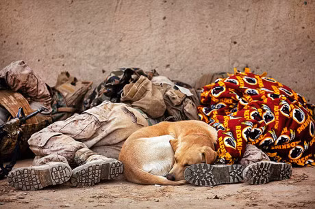 Tinh ban dep giua nguoi linh va chu cho - Anh 15