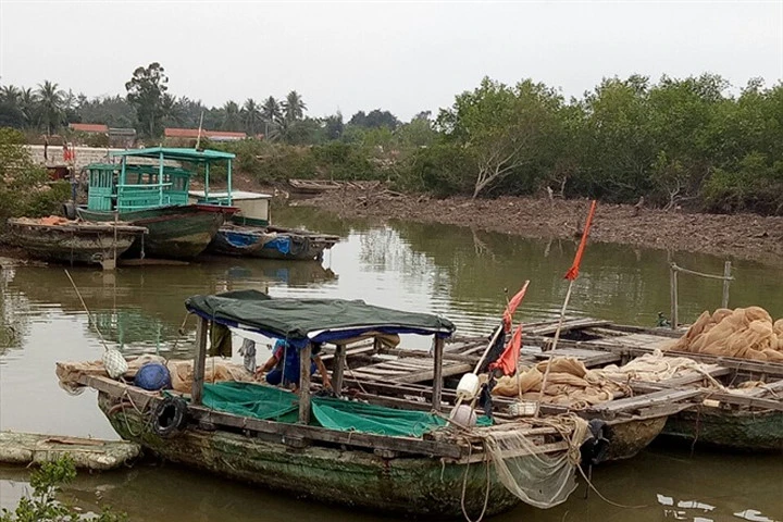 Cá tụng vàng soán ngôi cá sủ, trúng mẻ lưới ngang số độc đắc