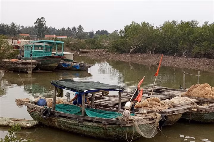 Cá tụng vàng soán ngôi cá sủ, trúng mẻ lưới ngang số độc đắc