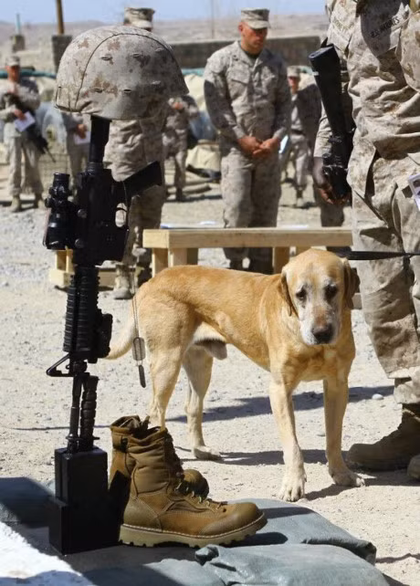 Tinh ban dep giua nguoi linh va chu cho - Anh 11