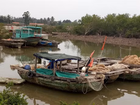 Ca tung vang soan ngoi ca su, trung me luoi ngang so doc dac - Anh 1
