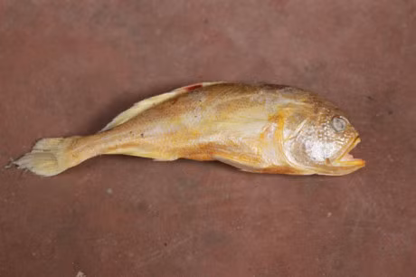 Ca tung vang soan ngoi ca su, trung me luoi ngang so doc dac - Anh 2