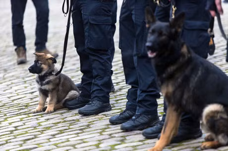 Tinh ban dep giua nguoi linh va chu cho - Anh 12