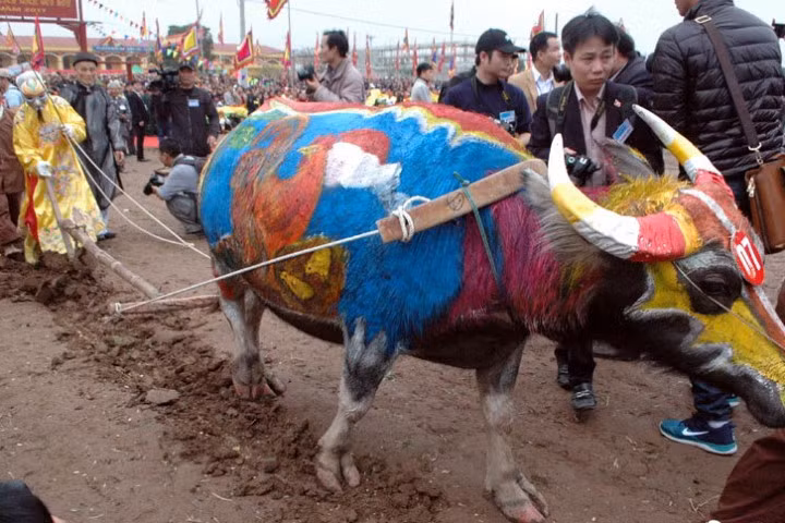 Cụ ông gần 90 tuổi hóa trang thành nhà vua cày ruộng khai xuân