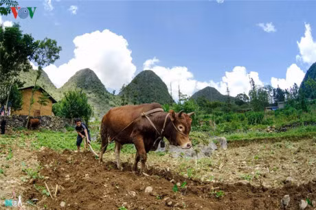 Kham pha cuoc song doi thuong tren cao nguyen da Dong Van - Anh 11
