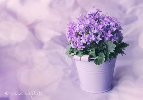 7 loai cay dat trong phong giup ban co giac ngu ngon - Anh 1