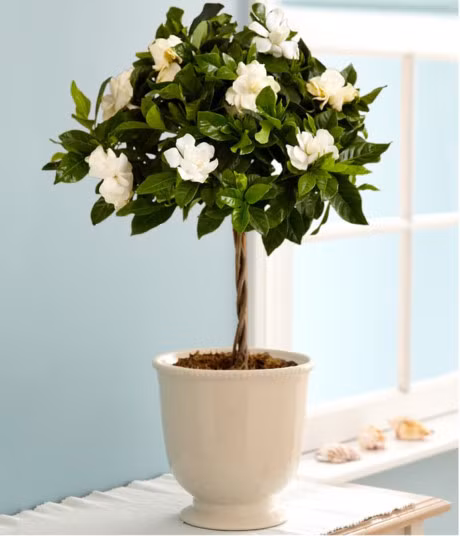 7 loai cay dat trong phong giup ban co giac ngu ngon - Anh 7