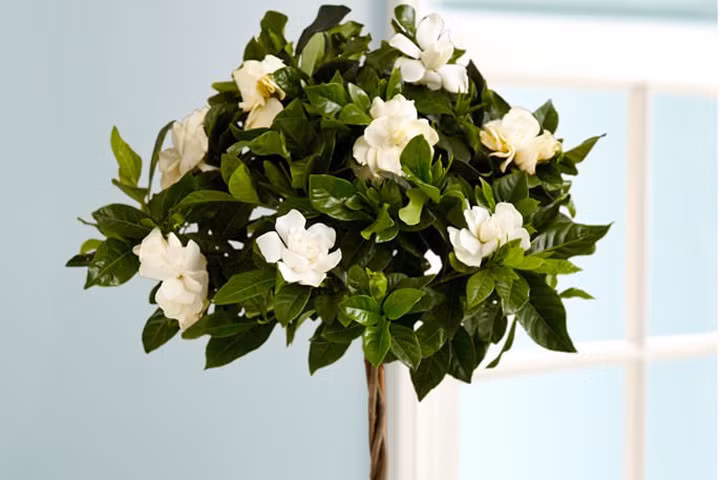 7 loại cây đặt trong phòng giúp bạn có giấc ngủ ngon