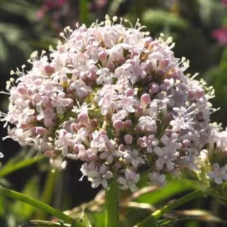 7 loai cay dat trong phong giup ban co giac ngu ngon - Anh 5