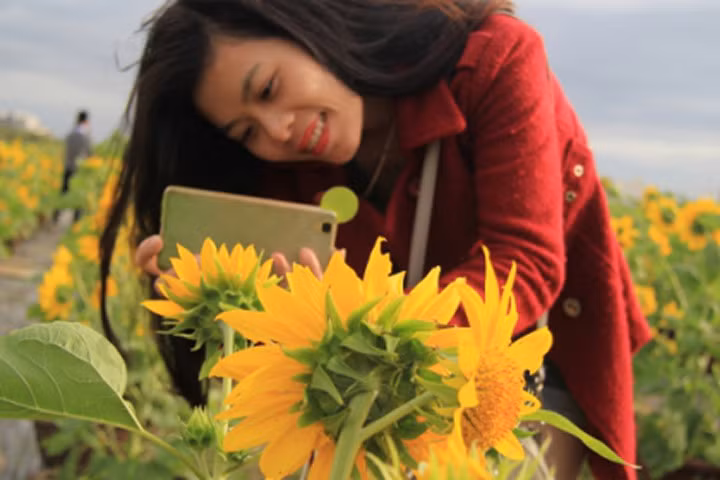 Giới trẻ Đà Thành thích thú với vườn hoa Hướng Dương độc đáo.