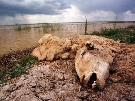 Chum anh gay soc ve o nhiem moi truong tren Trai dat - Anh 6