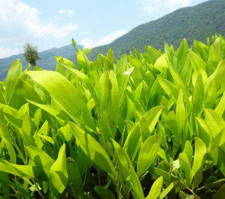 Những khám phá thú vị ít người biết về cây keo lai - Ảnh 7 Nhung kham pha thu vi it nguoi biet ve cay keo lai - Anh 7