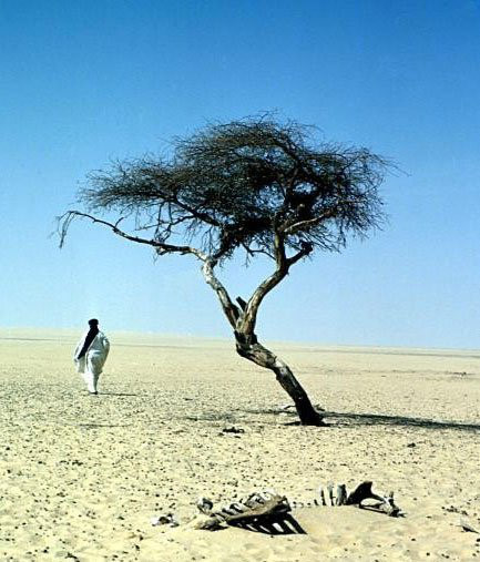 Những khám phá thú vị ít người biết về cây keo lai - Ảnh 6 Nhung kham pha thu vi it nguoi biet ve cay keo lai - Anh 6