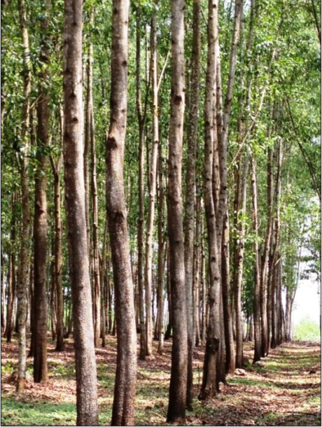 Những khám phá thú vị ít người biết về cây keo lai - Ảnh 3 Nhung kham pha thu vi it nguoi biet ve cay keo lai - Anh 3