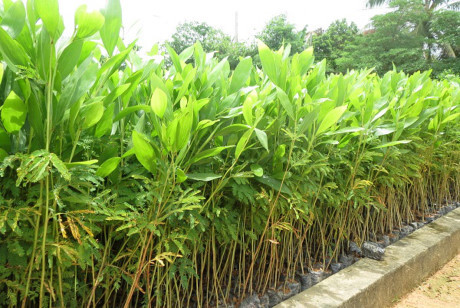 Những khám phá thú vị ít người biết về cây keo lai - Ảnh 1 Nhung kham pha thu vi it nguoi biet ve cay keo lai - Anh 1