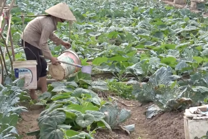 Cận cảnh những vườn rau "ngậm" nước thải độc hại tại Hà Nội