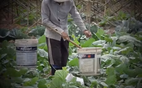 Can canh nhung vuon rau 