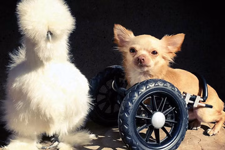 Những chú gà lông bông sinh ra để làm thú cưng