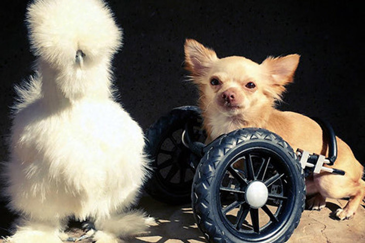 Những chú gà lông bông sinh ra để làm thú cưng