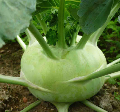 Bài thuốc trị dạ dày từ củ su hào cực hiệu quả - Ảnh 1 Bai thuoc tri da day tu cu su hao cuc hieu qua - Anh 1