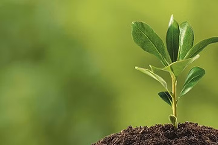 Các nhà khoa học tìm ra cách hấp thụ khí CO2 tốt hơn cả thực vật tự nhiên