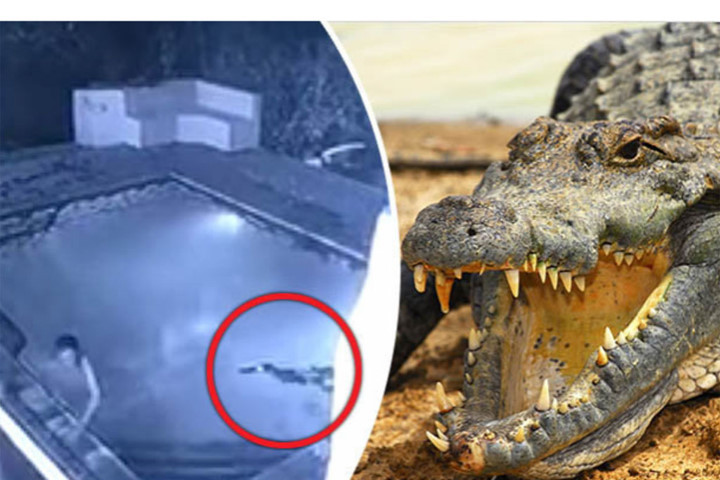 Ảnh chụp màn hình của Daily Star.