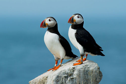 top 10 loai chim dep nhat the gioi hinh anh 6