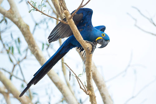 top 10 loai chim dep nhat the gioi hinh anh 10