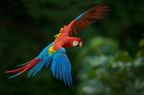 top 10 loai chim dep nhat the gioi hinh anh 2