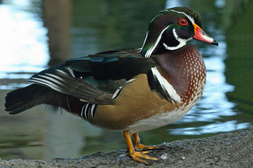 top 10 loai chim dep nhat the gioi hinh anh 9