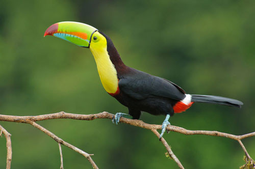 top 10 loai chim dep nhat the gioi hinh anh 5