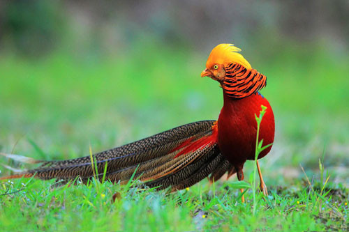 top 10 loai chim dep nhat the gioi hinh anh 1