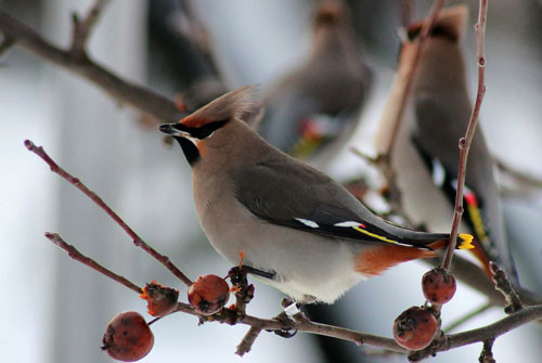 top 10 loai chim dep nhat the gioi hinh anh 8