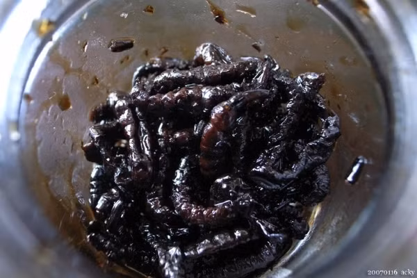 Thú ăn uống "lạ đời" của người Nhật ảnh 6