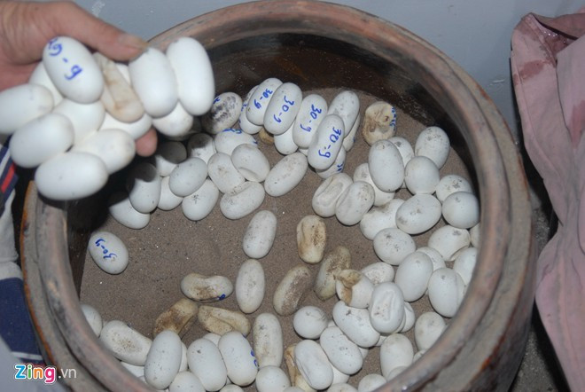 Trên thị trường, rắn hổ hèo có cân nặng từ 1,2 kg trở lên giá bán 700.000 đồng/kg. Loại từ 700 gam đến 1,2 kg giá 600.000 đồng/kg. Loại thấp nhất từ 700 gam trở xuống giá cũng 450.000 đồng/kg. Nếu tính đàn rắn hiện có và giá bán như hiện nay, ông Lèo cho biết, trung bình mỗi vụ ông thu khoảng 150 triệu đồng. Ảnh: Ngọc Trinh. 