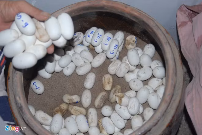 Trên thị trường, rắn hổ hèo có cân nặng từ 1,2 kg trở lên giá bán 700.000 đồng/kg. Loại từ 700 gam đến 1,2 kg giá 600.000 đồng/kg. Loại thấp nhất từ 700 gam trở xuống giá cũng 450.000 đồng/kg. Nếu tính đàn rắn hiện có và giá bán như hiện nay, ông Lèo cho biết, trung bình mỗi vụ ông thu khoảng 150 triệu đồng. Ảnh: Ngọc Trinh. 