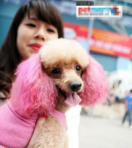 6. Hái ra tiền từ làm đẹp cho thú cưng Không chỉ spa làm đẹp cho người mà những trung tâm làm đẹp cho thú cưng cũng mở ra ngày một nhiều và có cơ hội hốt bạc. Những dịch vụ như massage, nâng mí, làm nail, nhuộm màu... nay đã xuất hiện tại các spa làm đẹp cho chó mèo, với giá rất đắt đỏ, thậm chí còn đắt hơn cả cho người. 